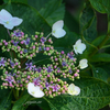 咲き始めた紫陽花