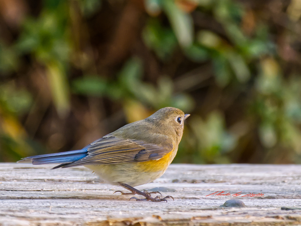 ベンチに飛び乗った