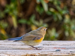 ベンチに飛び乗った