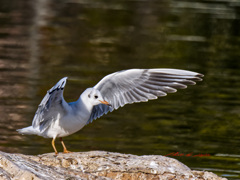 降り立つユリカモメ-3