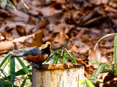 喉が乾いたよ～