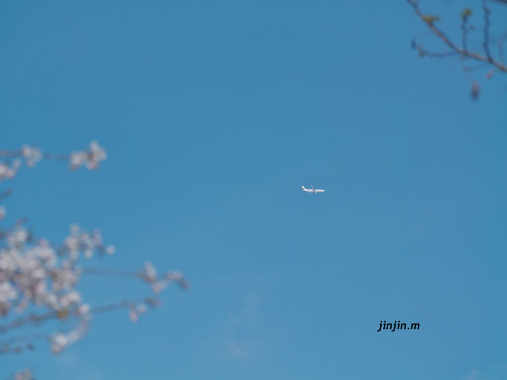 飛行機と桜