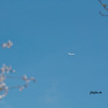 飛行機と桜