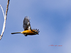 モズの飛び出し-3