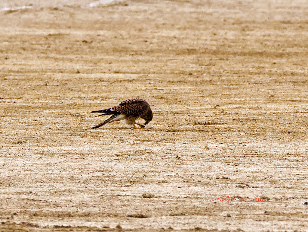 バッタを捕食中