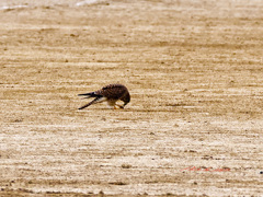 バッタを捕食中 バッタを捕食中