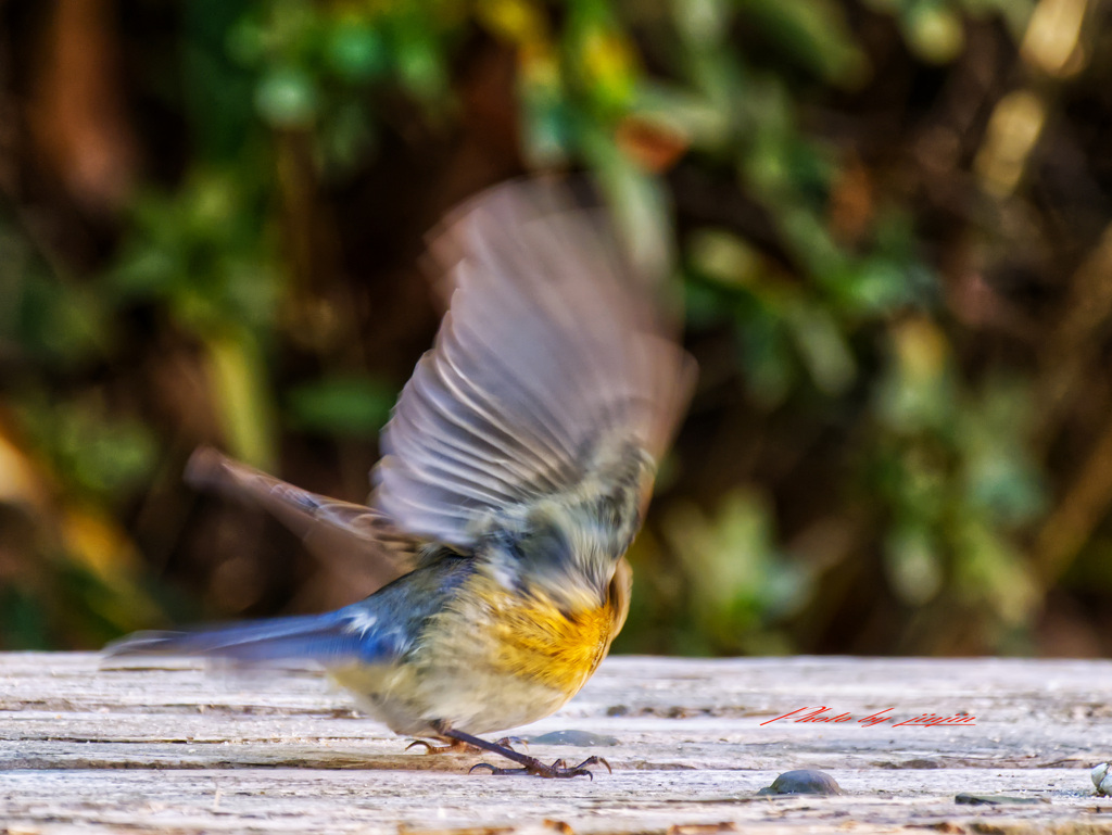 またまた、飛んで去ってしまった