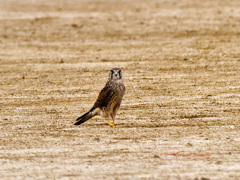 こちらが気になるのでしょうか? こちらが気になるのでしょうか?
