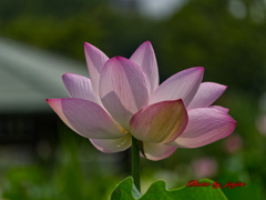蓮の花-3