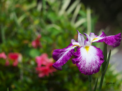 美しかったころの花菖蒲