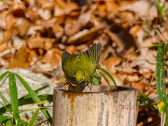 メジロがやってきた-2