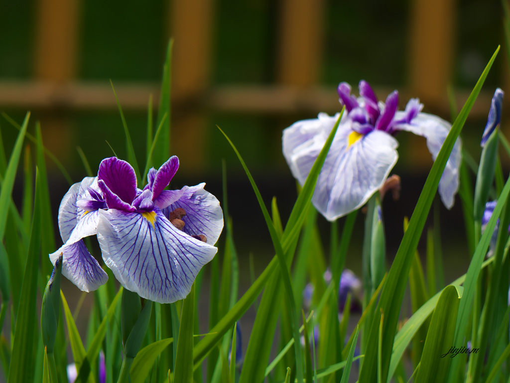 花菖蒲