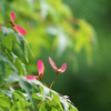 紅葉のプロペラ