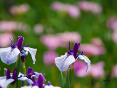 ピンクの花菖蒲を後ボケに