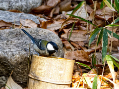 シジュウカラも