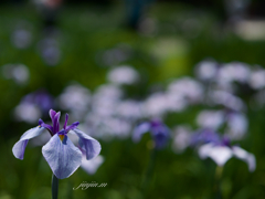 花菖蒲