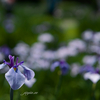 花菖蒲