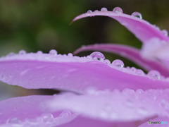 サボテンの花にも水滴