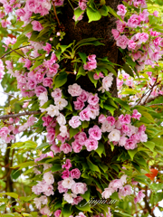 笹部桜（ささべざくら）