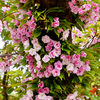 笹部桜（ささべざくら）