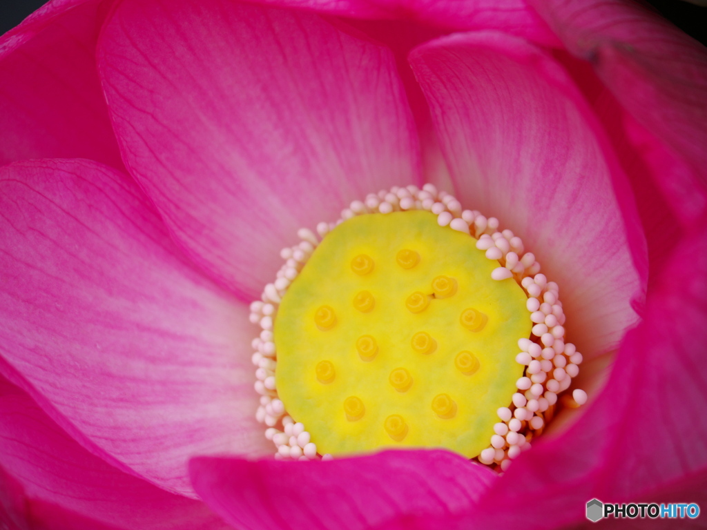 ハスの花芯