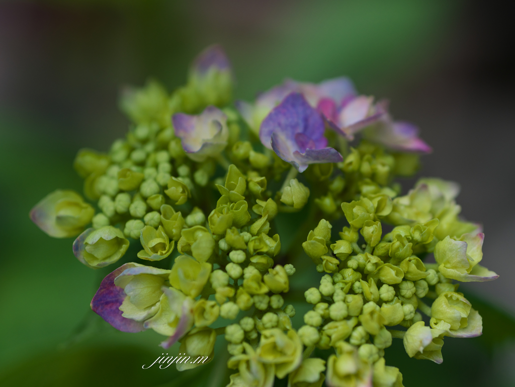 咲き始めた紫陽花