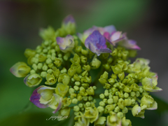 咲き始めた紫陽花