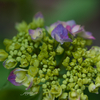 咲き始めた紫陽花