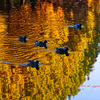 水鳥たち