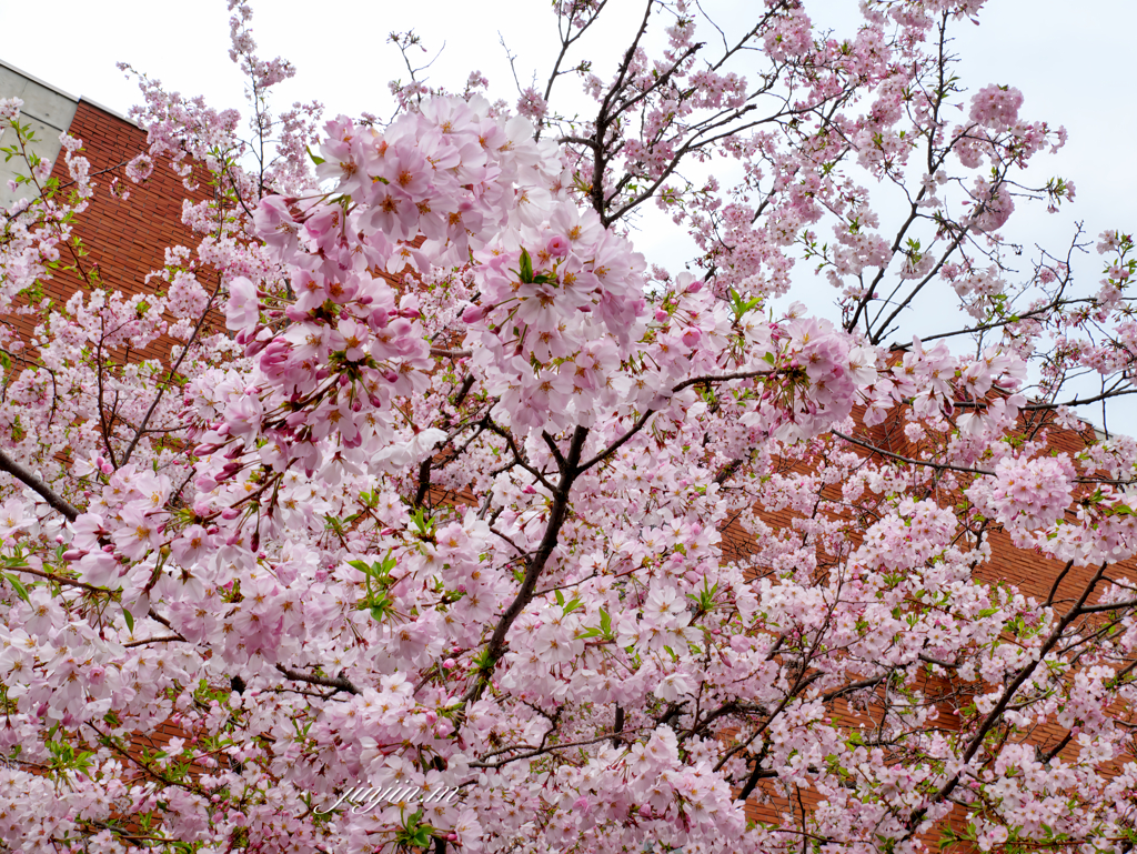 レンガ作りの造幣博物館と桜