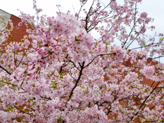レンガ作りの造幣博物館と桜