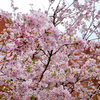 レンガ作りの造幣博物館と桜