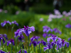 花菖蒲