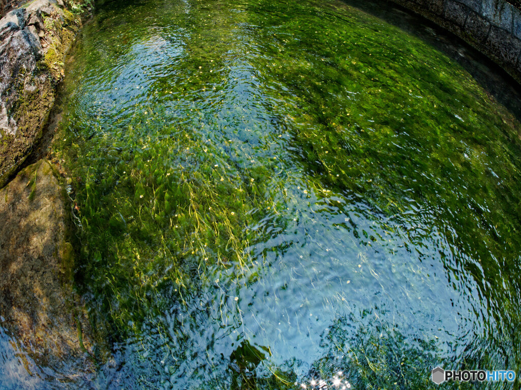 梅花藻-5
