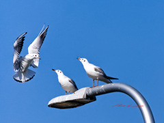 ユリカモメの会話-1