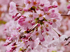 次々と咲く八重桜