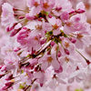 次々と咲く八重桜