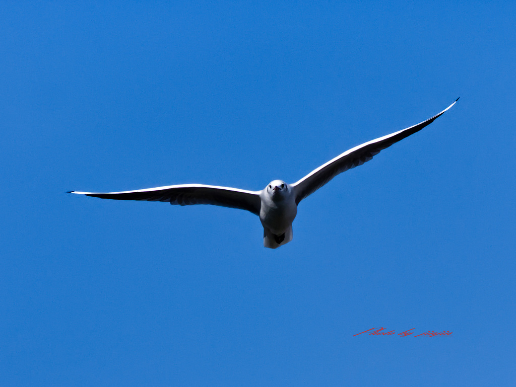 ユリカモメの飛翔-4