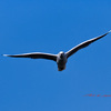 ユリカモメの飛翔-4