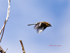 モズの飛び出し-4