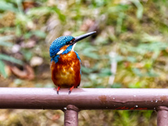 久しぶりのカワセミ