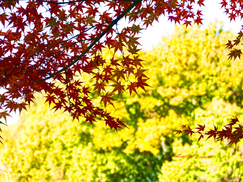紅葉競演