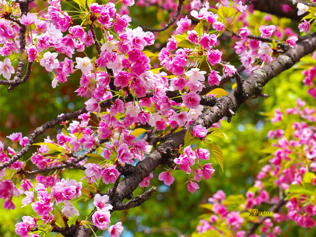 「桜の通り抜け」は別世界-7