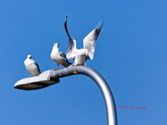 ユリカモメの会話-4