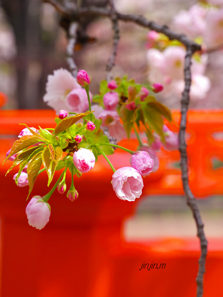 「桜の通り抜け」は別世界-6