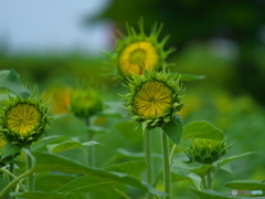 開花までもう少し