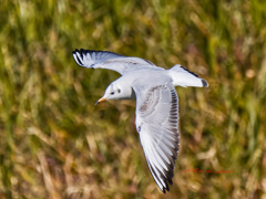 ユリカモメの飛翔-2