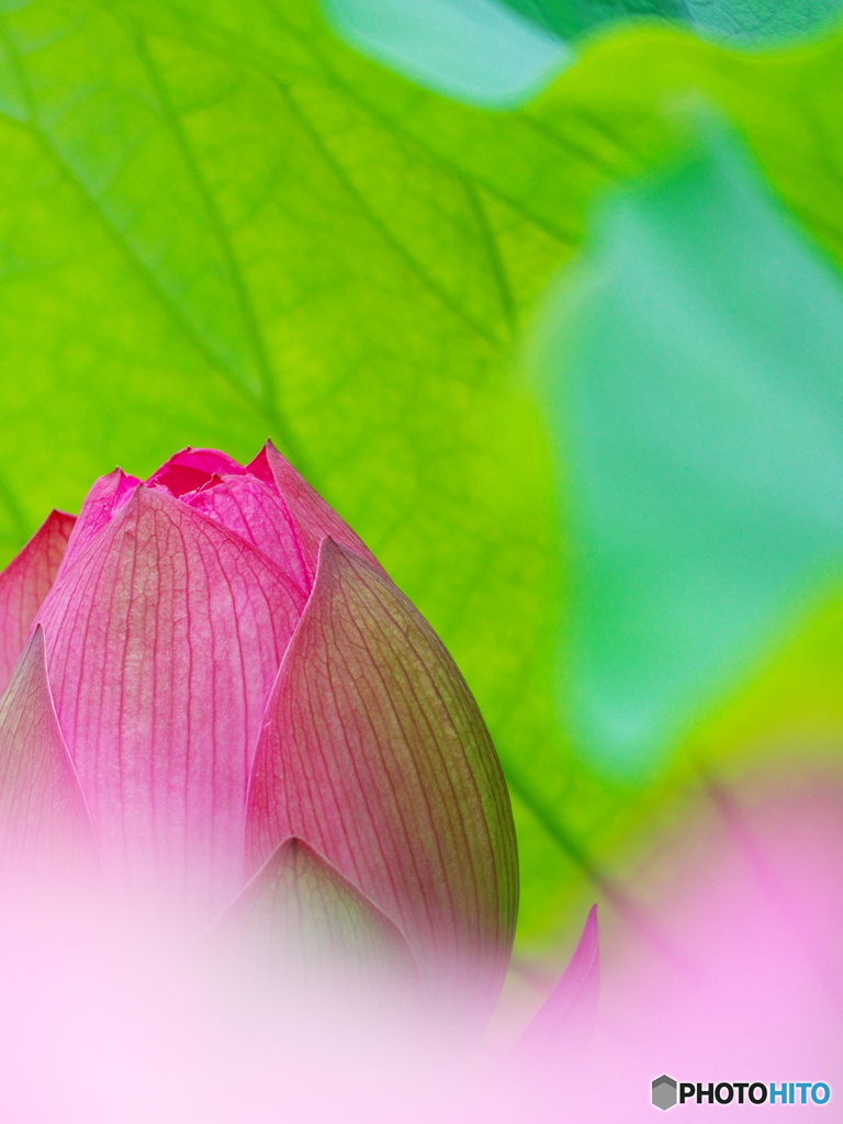 ハスの花-3