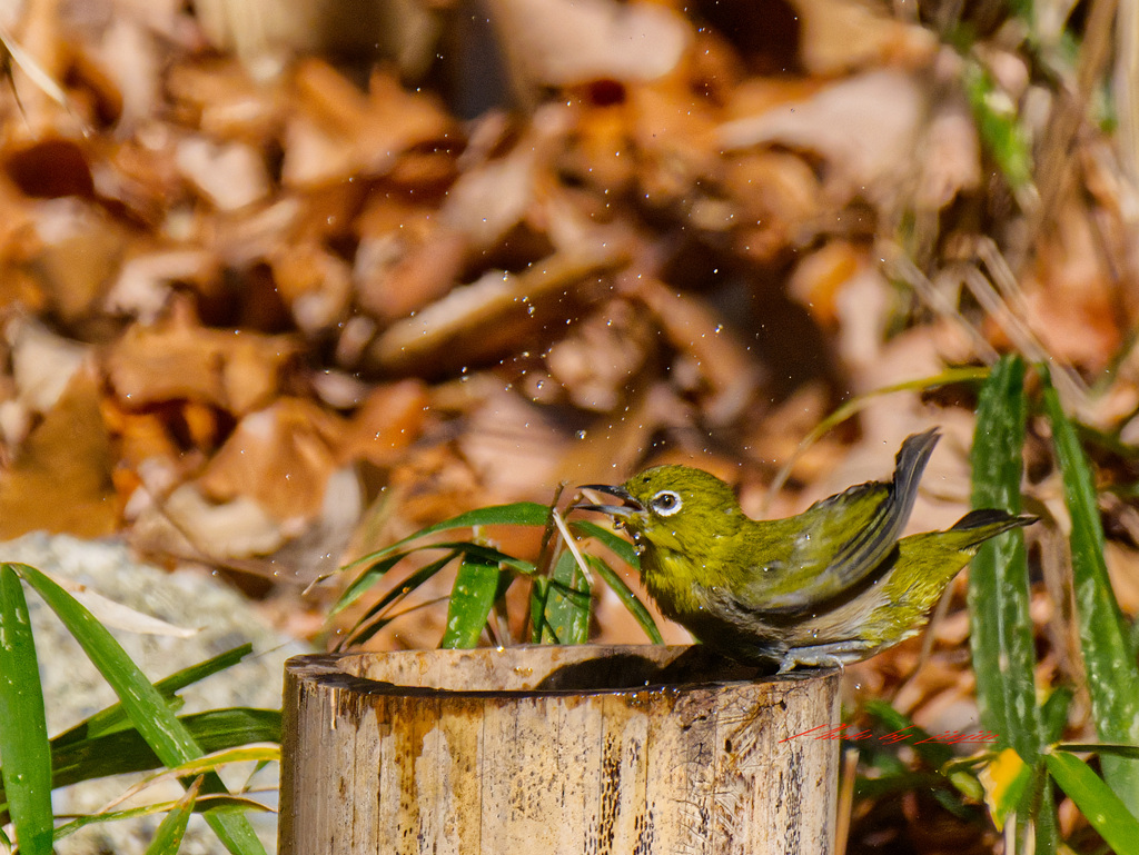 メジロがやってきた-4