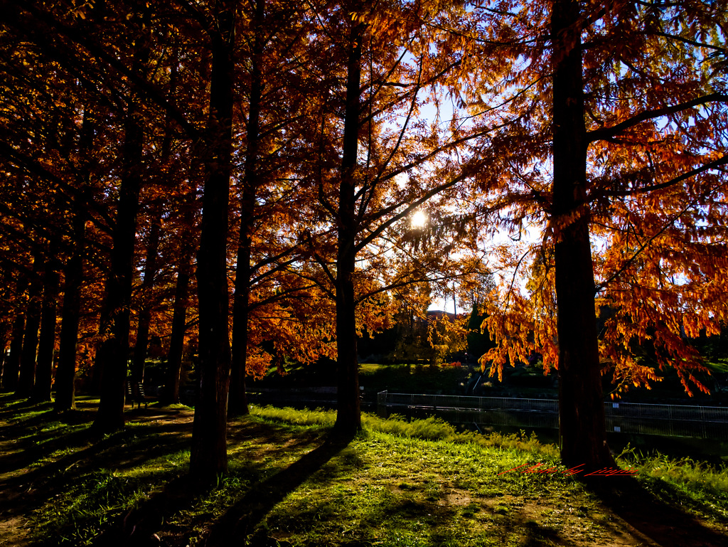 メタセコイアの紅葉